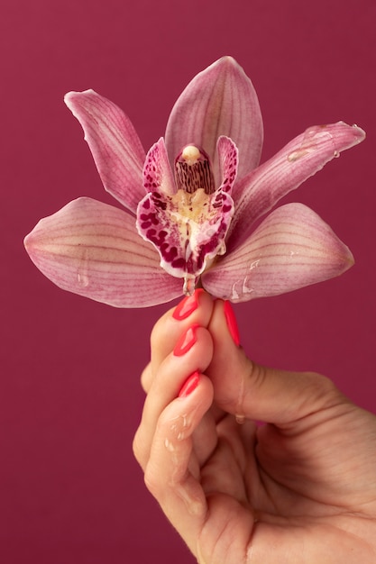 Anatomie du clitoris : tout comprendre