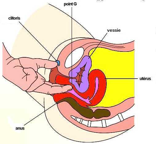 Appel à témoignages : point G et éjaculation féminine 